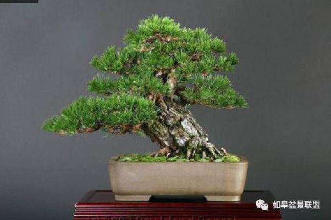 微型盆景批发市场的前景分析