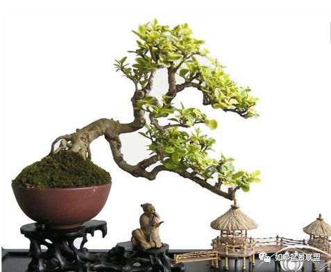 微型盆景批发市场的前景分析