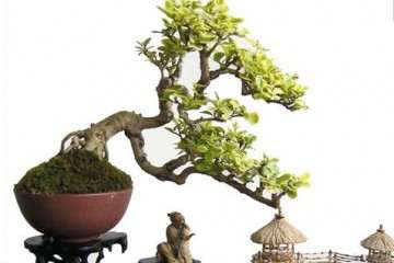 微型盆景批发市场的前景分析