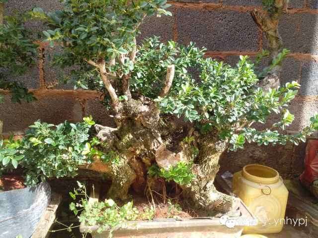 大量云南瓜子黄杨绿化树盆景批发