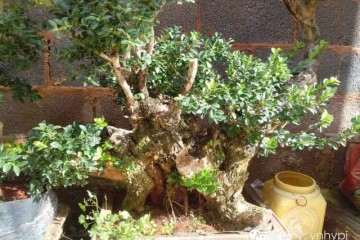 大量云南瓜子黄杨绿化树盆景批发