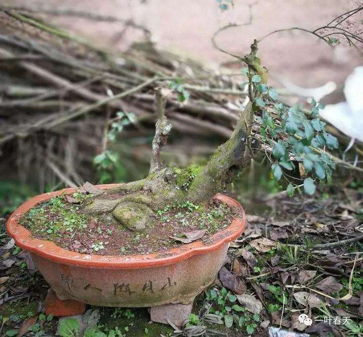 重庆石柱邓氏苗木种植场批发销售绿化苗木盆景