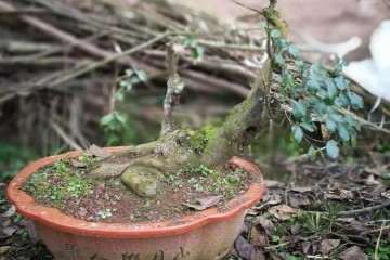 重庆石柱邓氏苗木种植场批发销售绿化苗木盆景