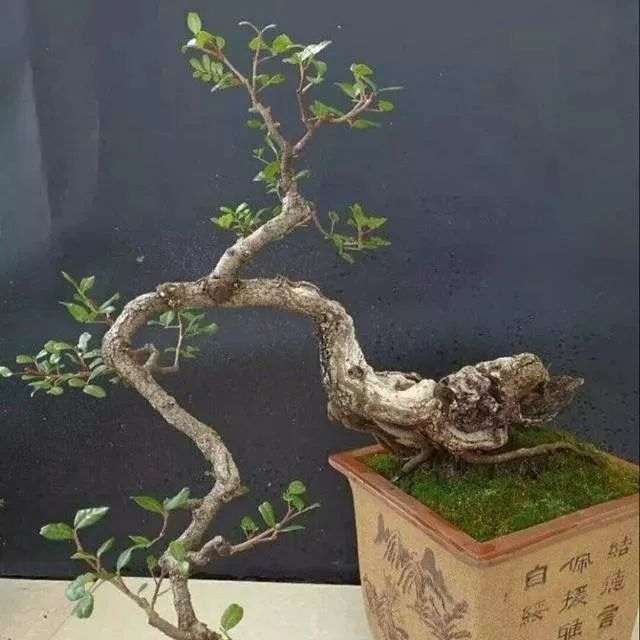 野生下山桩盆景怎么上盆 如何生根与发根