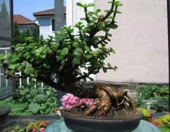 这2种盆景老桩 半年就能养成