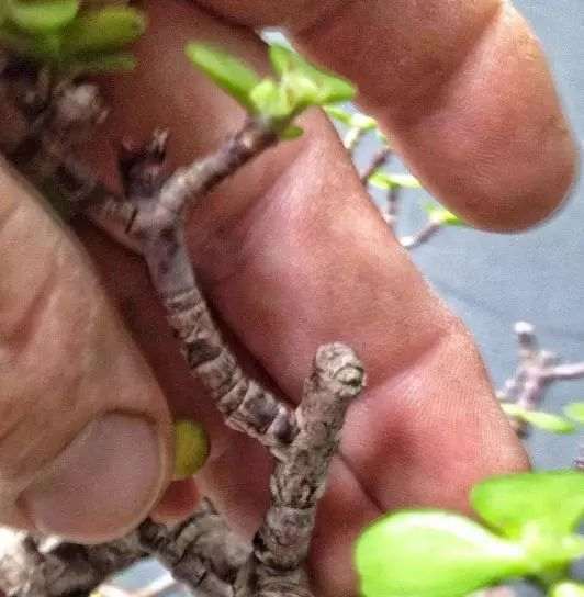 这2种盆景老桩 半年就能养成