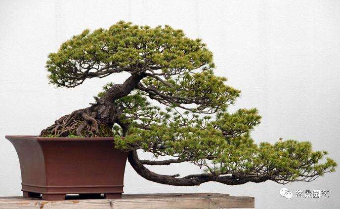 通过浇水 把盆景养成老桩 价值高