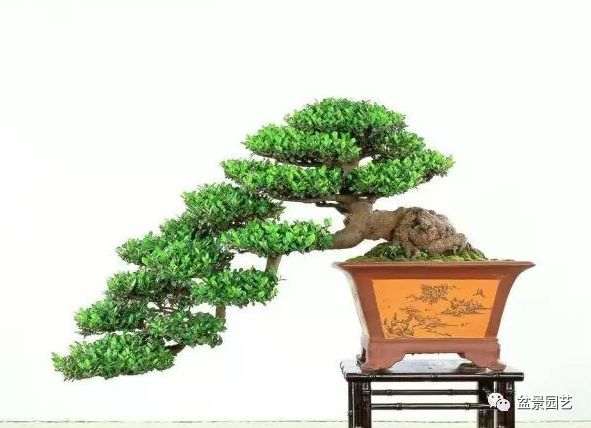 通过浇水 把盆景养成老桩 价值高