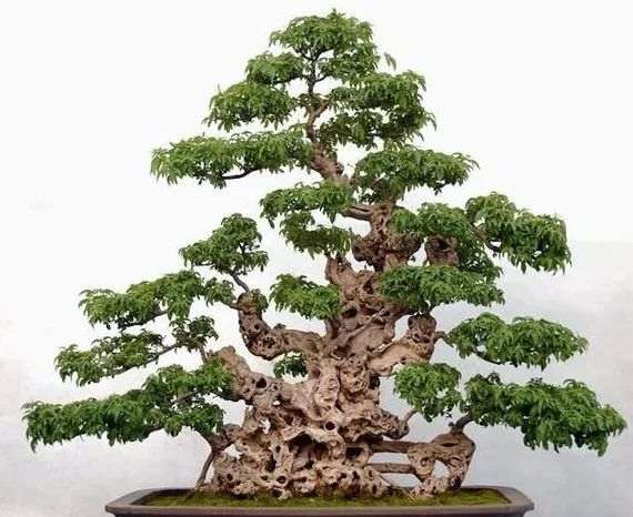  如何让黄荆老桩盆景快速发新芽？