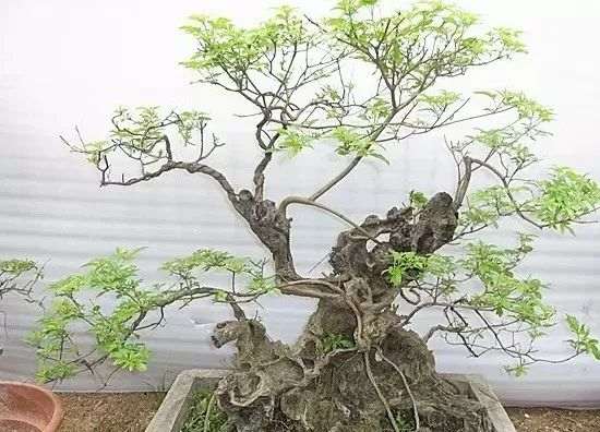  如何让黄荆老桩盆景快速发新芽？