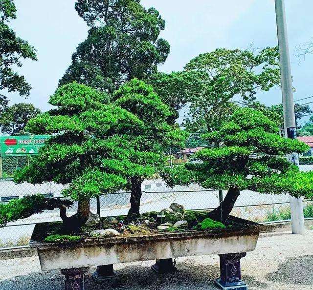 制作罗汉松老桩盆景的3个步骤