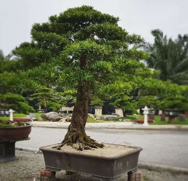 制作罗汉松老桩盆景的3个步骤