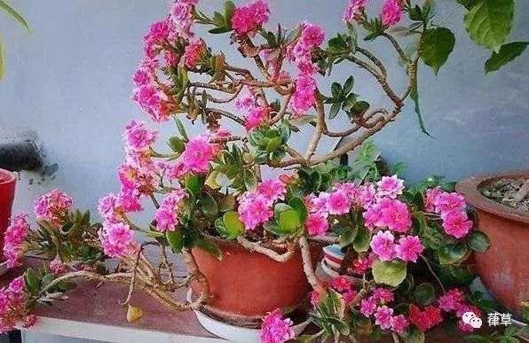 如何制作长寿花老桩盆景