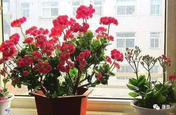 如何制作长寿花老桩盆景