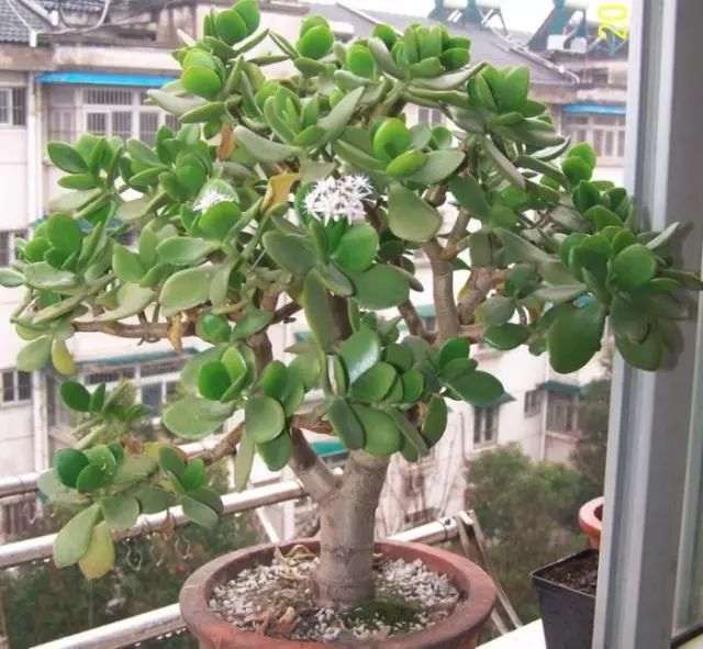 如何制作玉树临风的老桩盆景