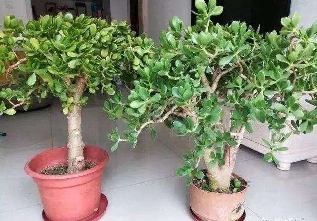 如何制作玉树临风的老桩盆景