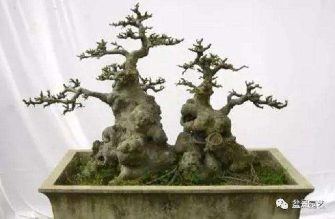 榆树怎么制作老桩盆景