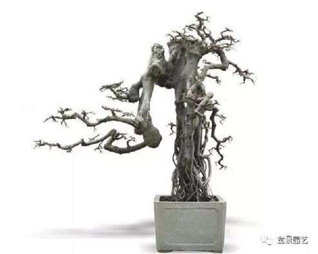 怎么采挖榆树制作老桩盆景 图片