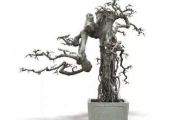 怎么采挖榆树制作老桩盆景 图片