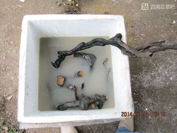 图解 栽培下山桩成活率超高的方法 14幅