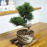 五叶松盆景怎么培育的4个方法