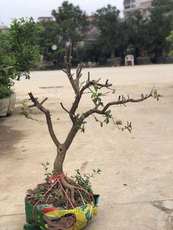 今天李少共挖了5个山桔下山桩 懂行的一起来看下