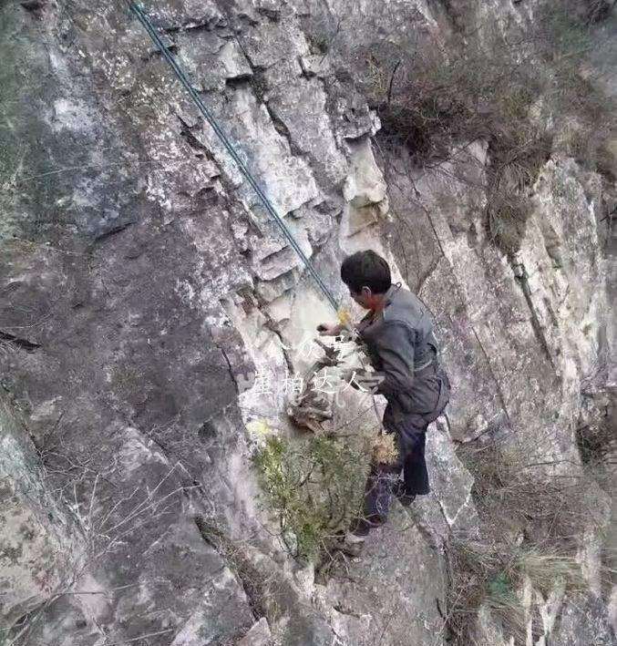 崖柏盆景界又一悲剧 焦作一柏农坠崖身亡