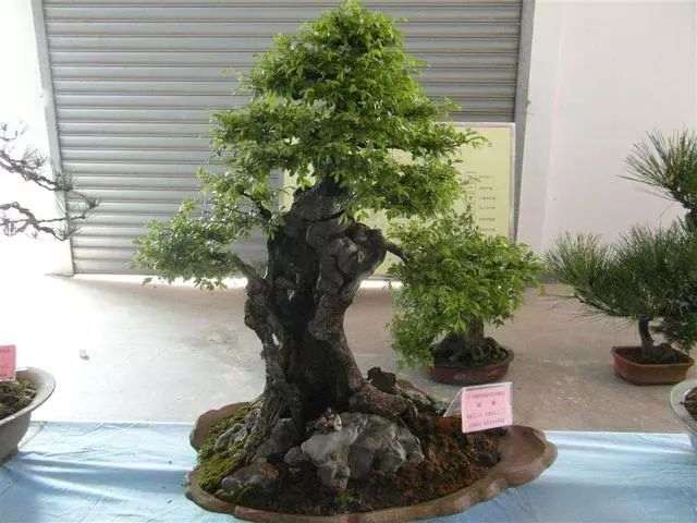 榆树下山桩怎么制成千价桩