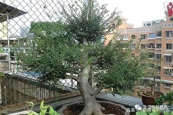 地养10年的榆树下山桩 制作成盆景 美到认不出