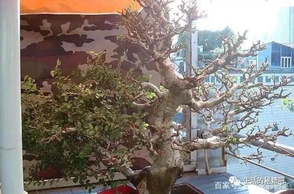 地养10年的榆树下山桩 制作成盆景 美到认不出