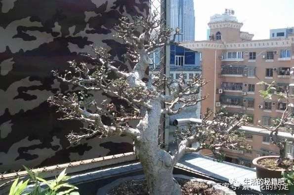 地养10年的榆树下山桩 制作成盆景 美到认不出