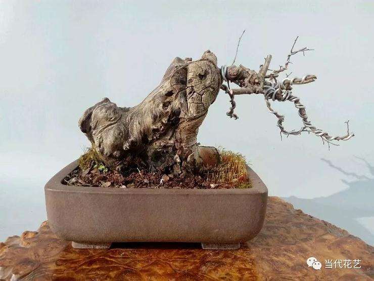 榆树下山桩怎么流胶 3个处理方法 图片