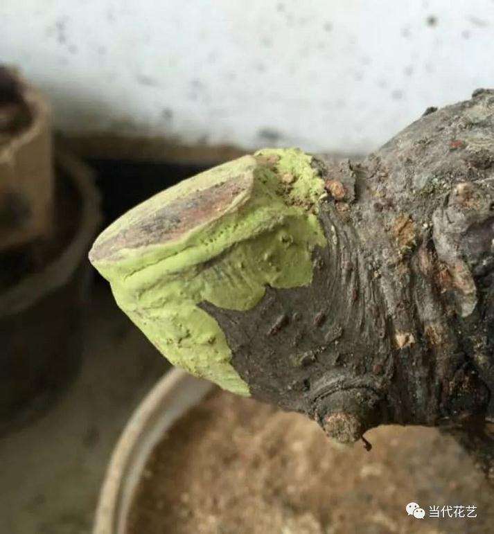 榆树下山桩流胶的3个高效处理方法