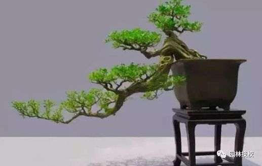 盆景的伤口处理与榆树盆景制作工序详解