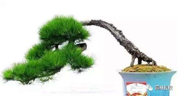 榆树盆景制作过程或者工序如下