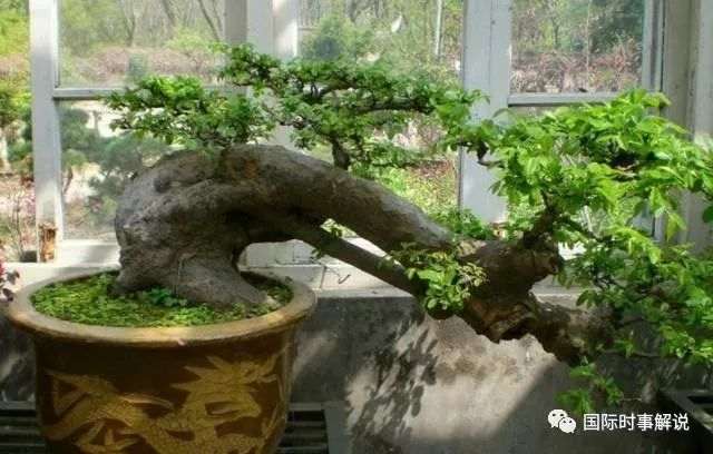 榆树盆景养桩方法 注意5个方面