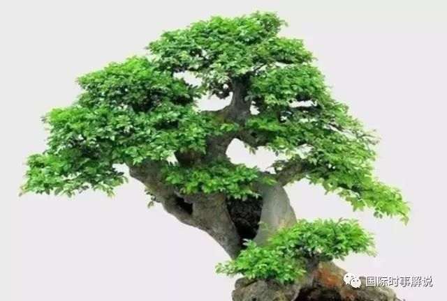 榆树盆景养桩方法 注意5个方面