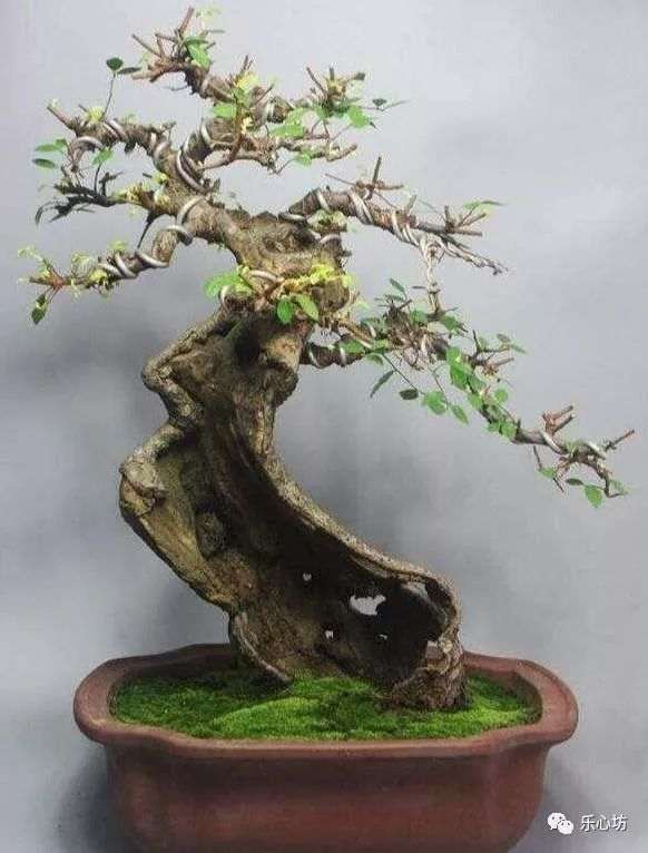 你知道榆树盆景换盆时要注意些什么吗
