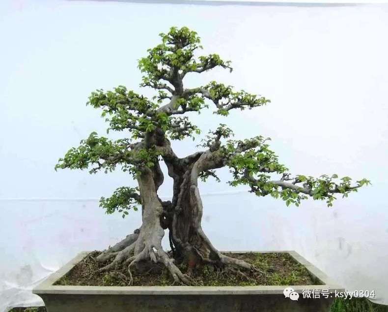 榆树盆景的采桩时间与上盆造型