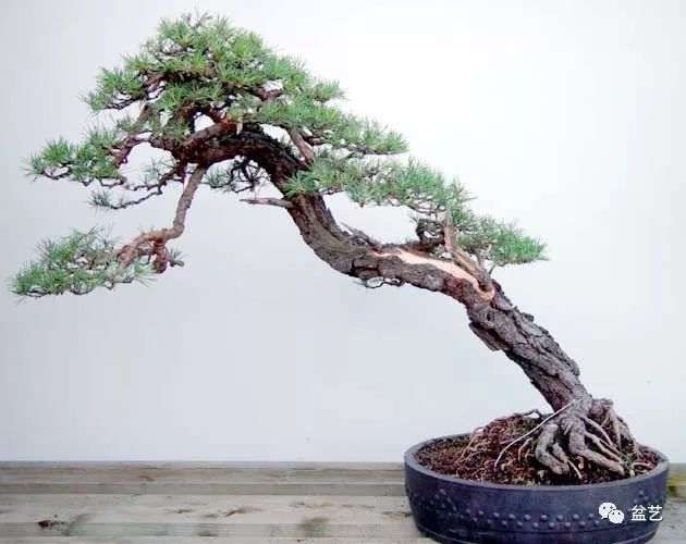 经验之谈 榆树下山桩种养的五个环节
