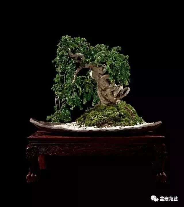 榆树老桩盆景的花语也象征的吉祥之意