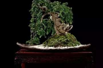 榆树老桩盆景的花语也象征的吉祥之意