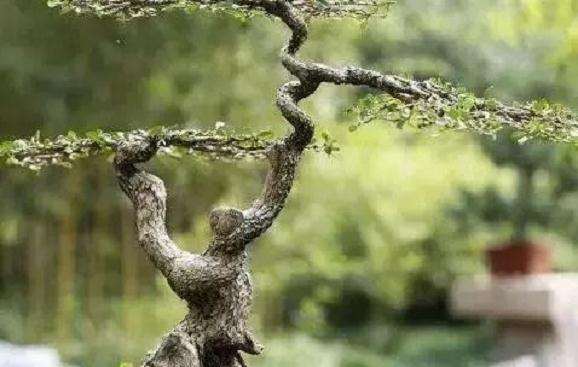 如何选材并制作一棵榆树盆景？