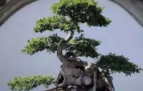 如何选材并制作一棵榆树盆景