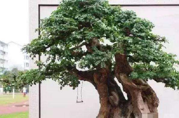 榆树盆景移栽要注意这3点 才会易成活