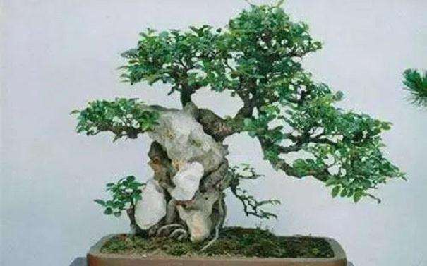 种植榆树盆景的3个注意事项