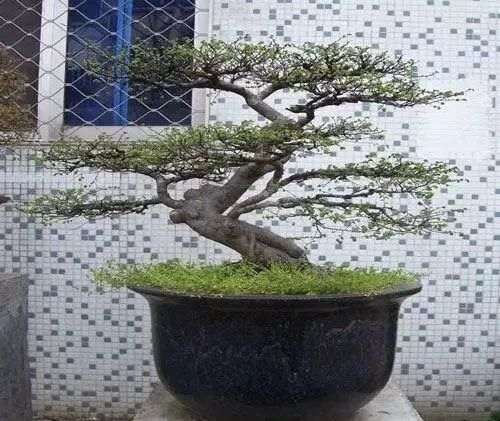 如何将榆树根扦插成苗制作盆景