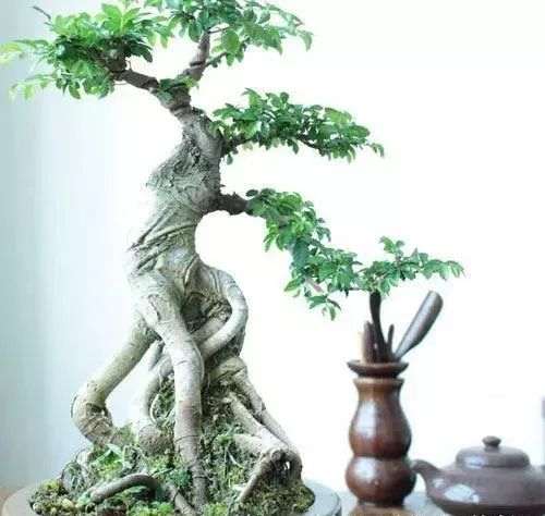 如何将榆树根扦插成苗制作盆景