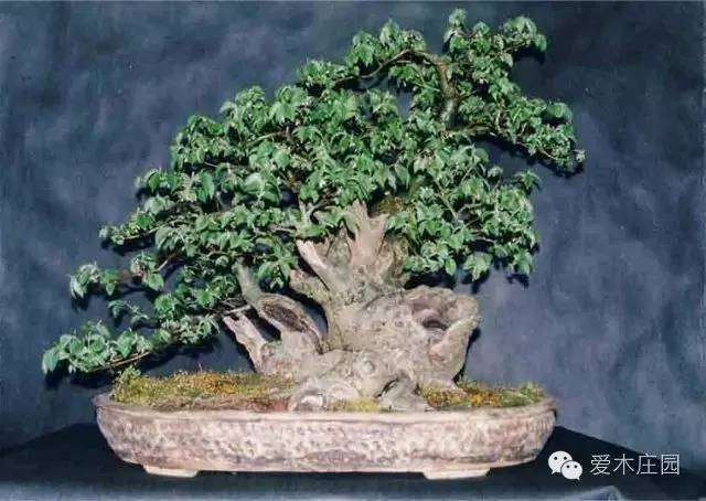 图解 榆树下山桩 10余年成盆景 7幅