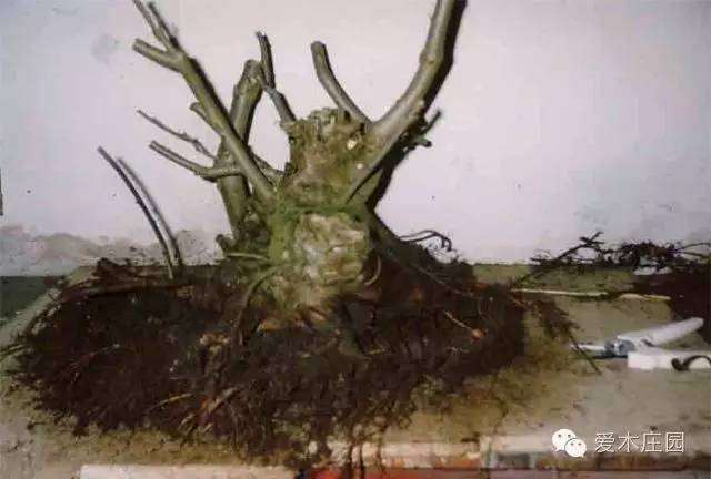 图解 榆树下山桩 10余年成盆景 7幅